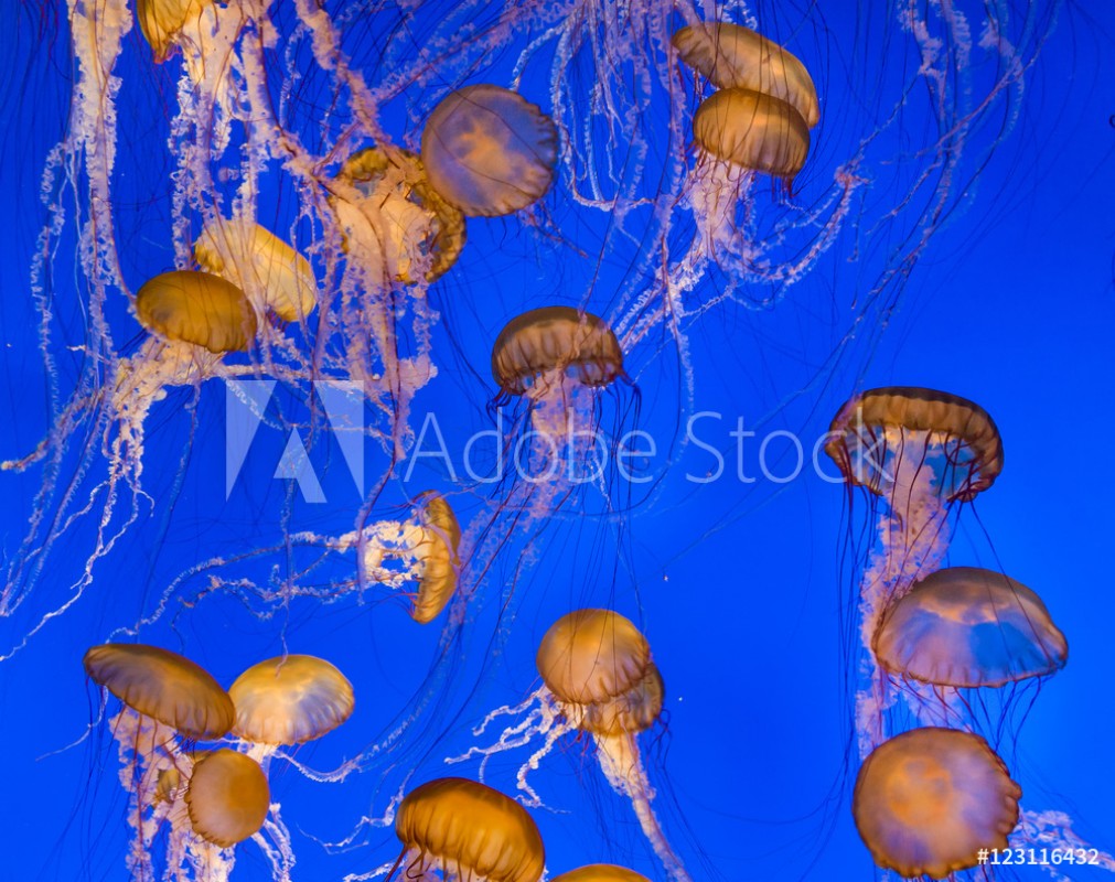 Afbeeldingen van Jelly fishes in the deep blue ocean